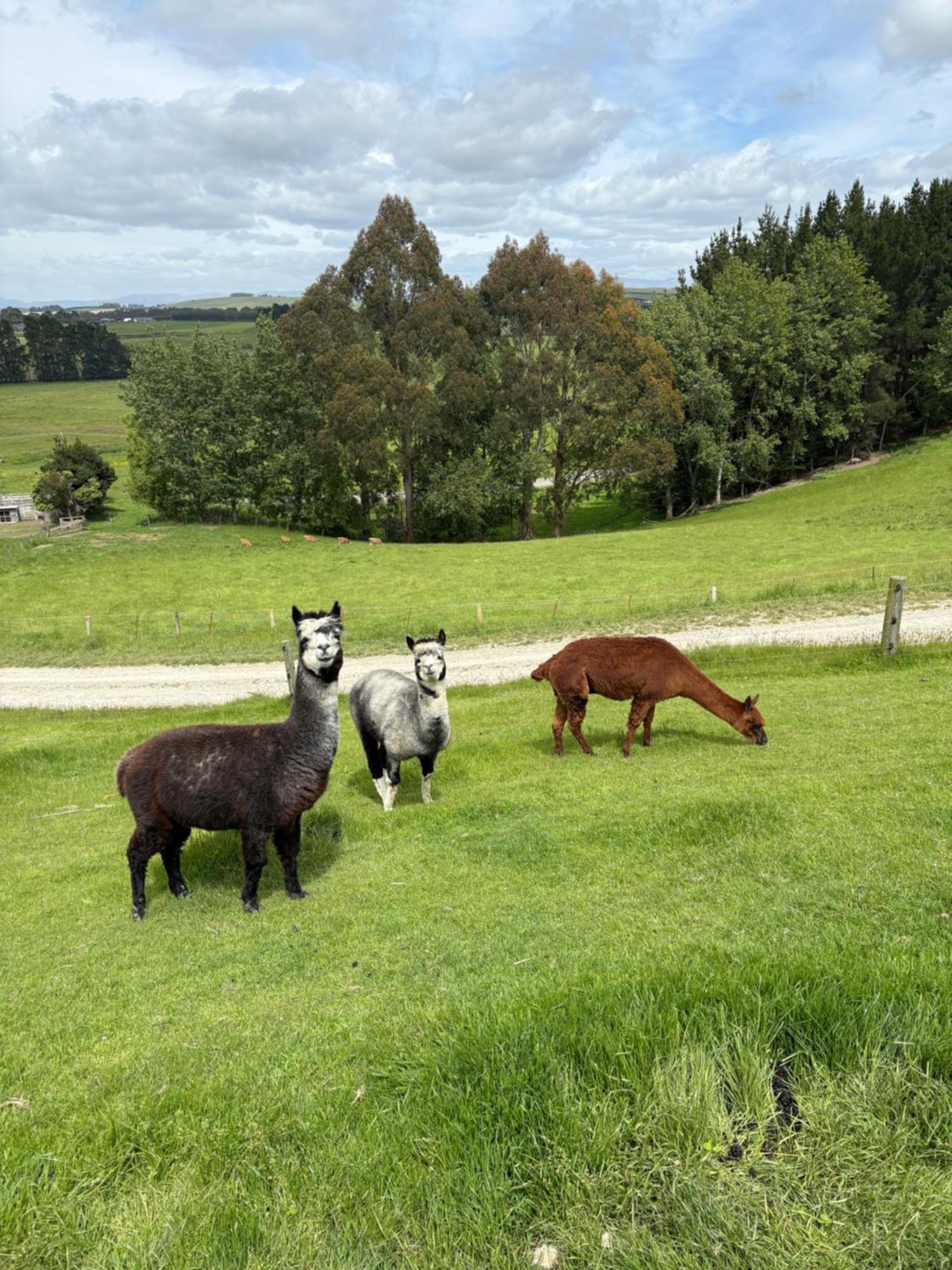 The Shepherd'S Rest Oamaru Exteriér fotografie